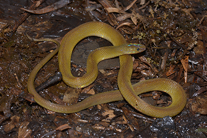 Discovery of a New Species of Enigmatic Odd-Scaled Snake