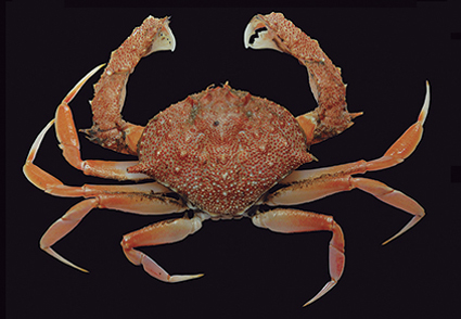 Annotated and updated checklist of marine crabs (Decapoda