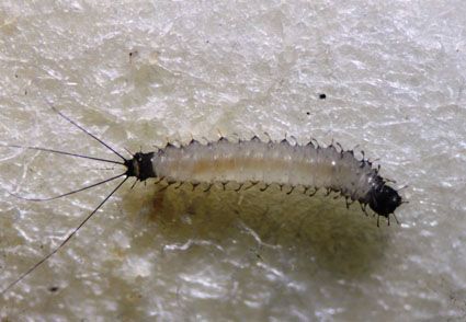 psychodidae larvae
