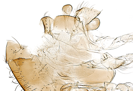 $publishedArticle->coverImageAltText