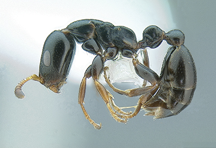 Generic revision of the ant subfamily Dorylinae (Hymenoptera
