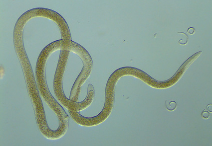 Phylum Nematoda: a classification, catalogue and index of valid 