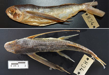 A review of the flying fish genus Cypselurus (Beloniformes: Exocoetidae).  Part 2. Revision of the subgenus Poecilocypselurus Bruun, 1935 with  descriptions of three new species and five new subspecies and reinstatement  of