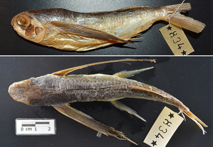 A review of the flying fish genus Cypselurus (Beloniformes