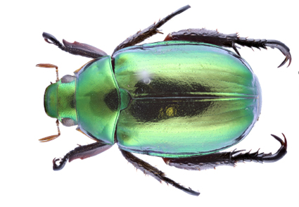 Seven new mitochondrial genomes of phytophagous scarab beetles (Coleoptera:  Scarabaeidae) and phylogenetic implications | Zootaxa