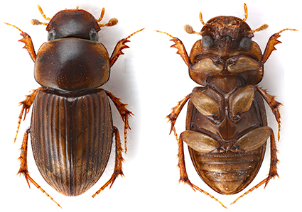 Coleoptera scarabaeoidea 2exx psammodius basalis italy lazio 