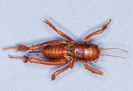 Full article: Three new species of the genus Speocera (Araneae