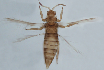 Full article: Three new species of the genus Speocera (Araneae