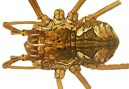 Full article: Three new species of the genus Speocera (Araneae