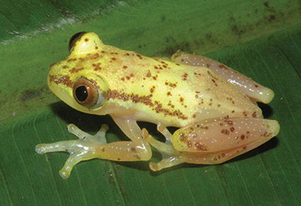Systematics of the Central African Spiny Reed Frog Afrixalus laevis (Anura:  Hyperoliidae), with the description of two new species from the Albertine  Rift | Zootaxa