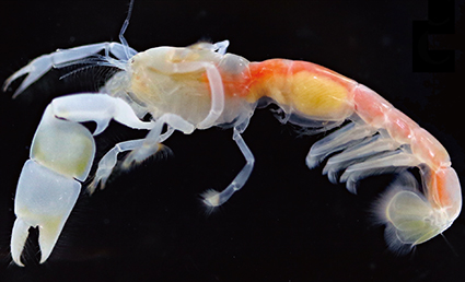 A new species of the ghost shrimp genus Callianassa Leach, 1814