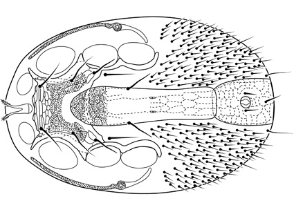 Catalogue Of The Free Living And Arthropod Associated Laelapidae Canestrini Acari Mesostigmata With Revised Generic Concepts And A Key To Genera Zootaxa