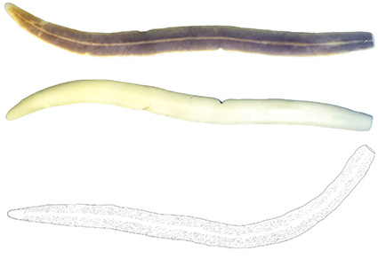 Two new species of Neotropical land flatworms (Platyhelminthes