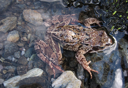 Amphibians and reptiles in North Sweden: distribution, habitat