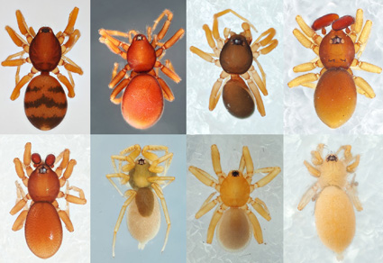 Ten New Spider Species Found in Madagascar