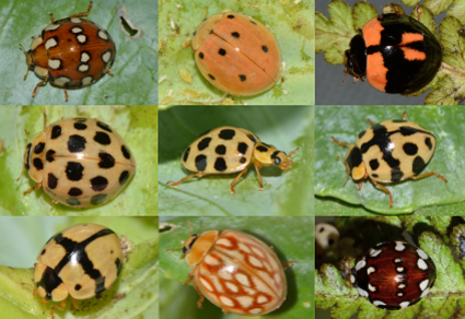 ladybugs - Insecta: Coleoptera: Coccinellidae