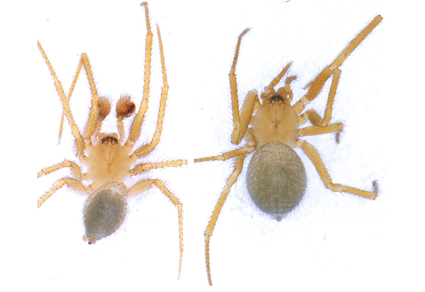 7 new spider species discovered in caves in Israel