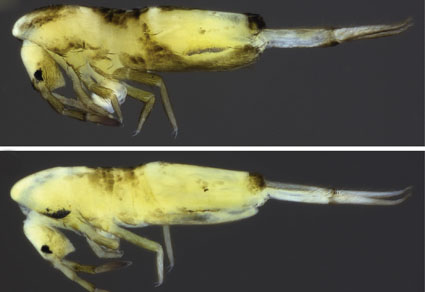 Neotropical Cyphoderus (Collembola: Paronellidae), with Comments