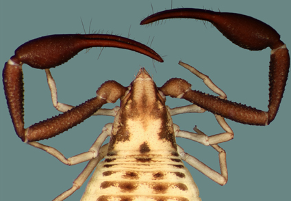Vol. 5443 No. 3: 23 Apr. 2024 | Zootaxa Vol. 5443 No. 3: 23 Apr. 2024 | Zootaxa