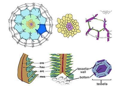 Exochorionic Morphology In Four Genera Of Coeini Pycina Historis 