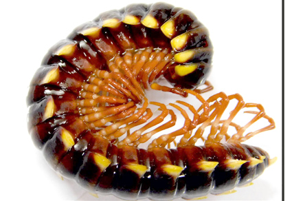 $publishedArticle->coverImageAltText