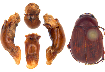 $publishedArticle->coverImageAltText