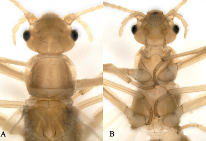 $publishedArticle->coverImageAltText