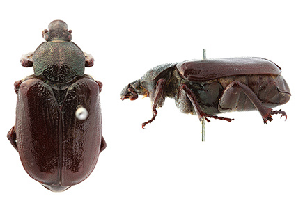 $publishedArticle->coverImageAltText