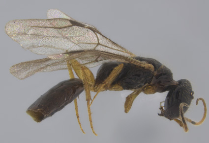 $publishedArticle->coverImageAltText