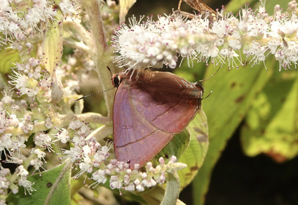 $publishedArticle->coverImageAltText