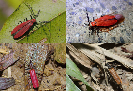 $publishedArticle->coverImageAltText