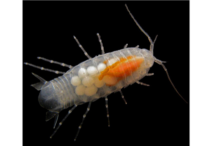 $publishedArticle->coverImageAltText