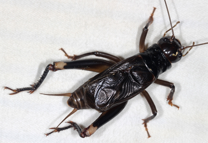 $publishedArticle->coverImageAltText