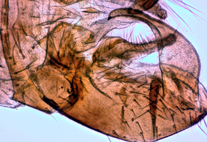 $publishedArticle->coverImageAltText