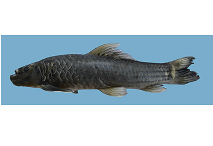 $publishedArticle->coverImageAltText