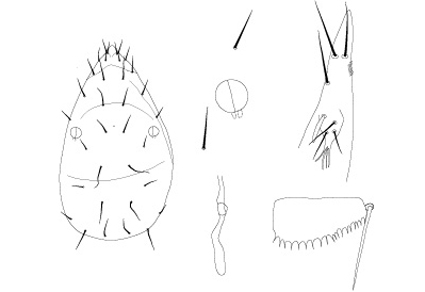 $publishedArticle->coverImageAltText