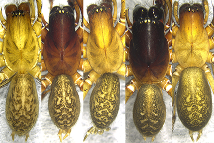 $publishedArticle->coverImageAltText