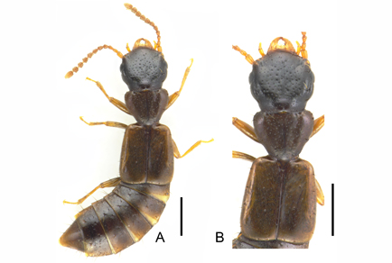 $publishedArticle->coverImageAltText