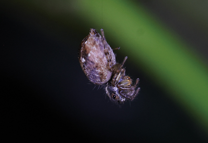 $publishedArticle->coverImageAltText