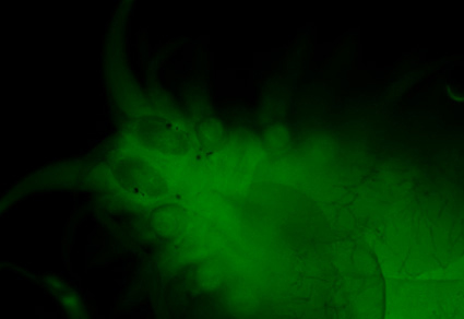 $publishedArticle->coverImageAltText