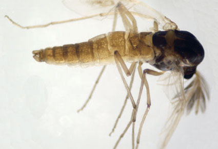 $publishedArticle->coverImageAltText