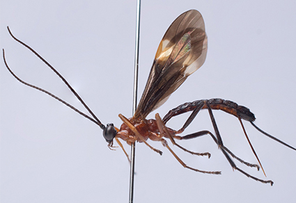 $publishedArticle->coverImageAltText