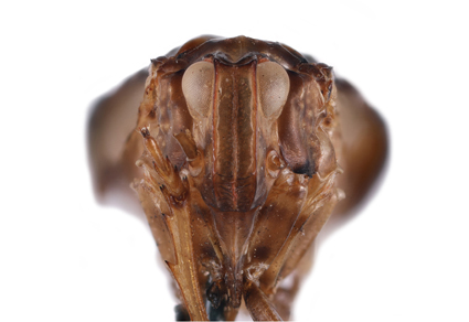 $publishedArticle->coverImageAltText