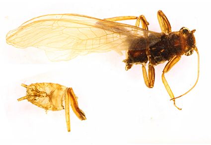 $publishedArticle->coverImageAltText