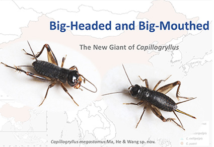 $publishedArticle->coverImageAltText