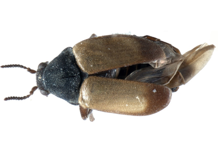 $publishedArticle->coverImageAltText