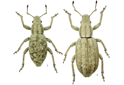 $publishedArticle->coverImageAltText