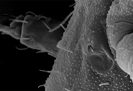 $publishedArticle->coverImageAltText