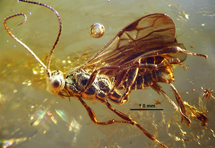 $publishedArticle->coverImageAltText