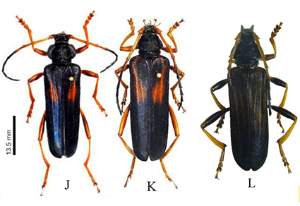 $publishedArticle->coverImageAltText